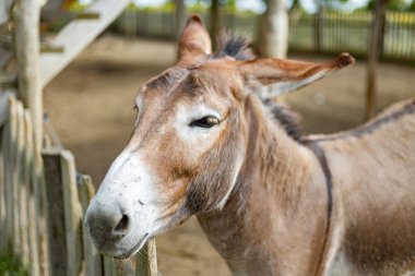 Slovakya 'da bir çiftlikte çitli bir alanda eşekler.