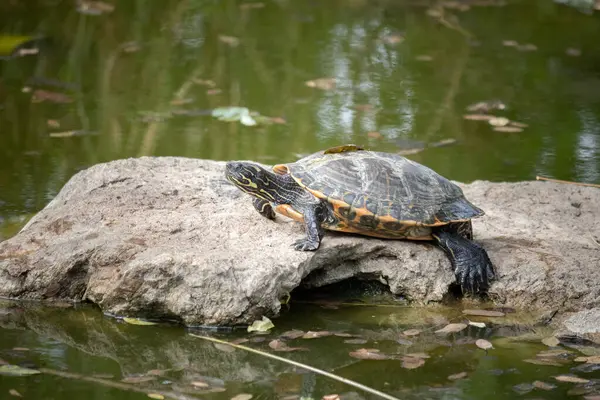 stock image Turtles in the water at a farm in Slovakia