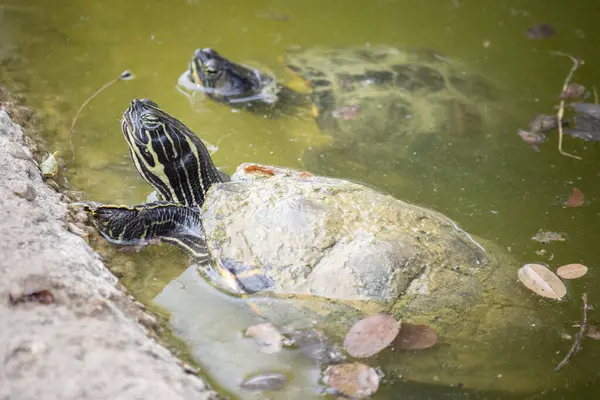 stock image Turtles in the water at a farm in Slovakia