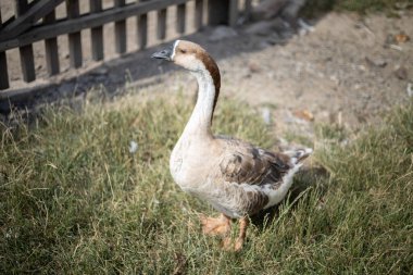 Slovakya 'da bir çiftliğe yakın çekim