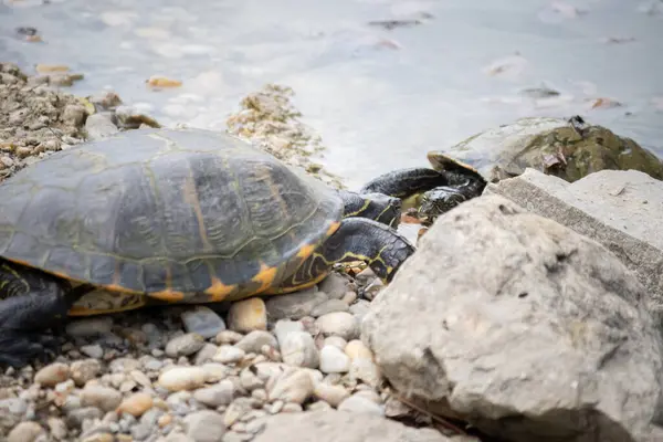 stock image Turtles in the water at a farm in Slovakia