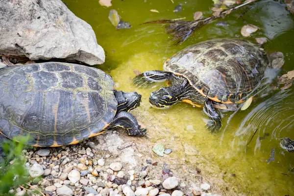 stock image Turtles in the water at a farm in Slovakia