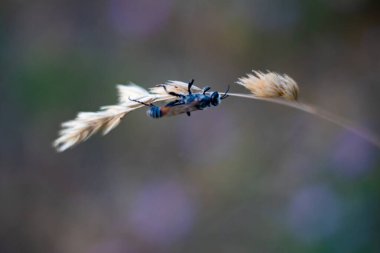 Ammophila sabulosa. Böcek bir yırtıcıdır, geceleri uyur.