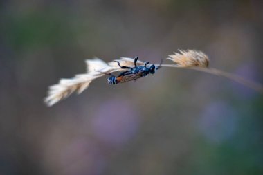 Ammophila sabulosa. Böcek bir yırtıcıdır, geceleri uyur.