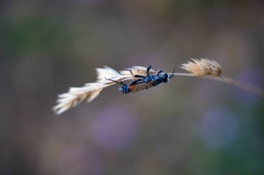 Ammophila sabulosa. Böcek bir yırtıcıdır, geceleri uyur.