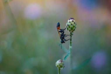 Ammophila sabulosa. Böcek bir yırtıcıdır, geceleri uyur.