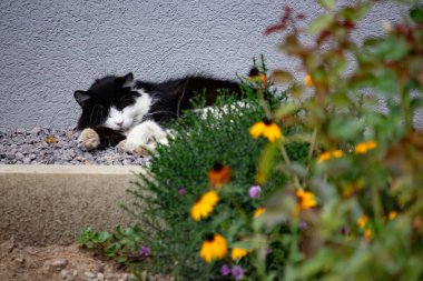 Evin yakınında uyuyan siyah beyaz kedi.