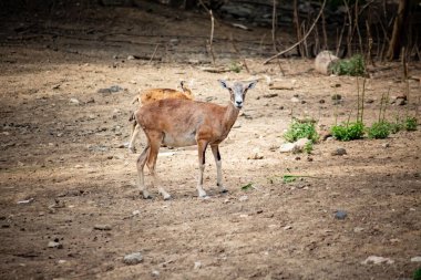 Bir dişi geyik parkta yürüyor.