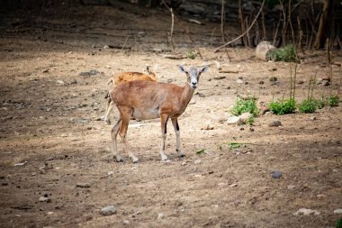 Bir dişi geyik parkta yürüyor.