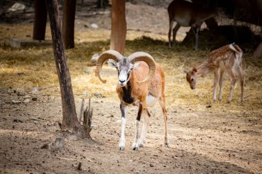 Parkta dağ koyunları var.