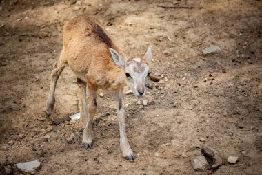 Bir dişi geyik parkta yürüyor.