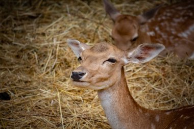 Bir dişi geyik parkta yürüyor.