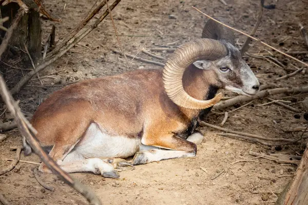 stock image Mountain sheep close-up in the park