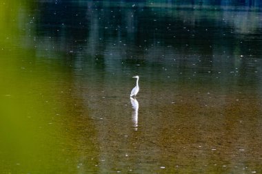Bir balıkçıl nehrin ortasında duruyor.