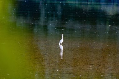 Bir balıkçıl nehrin ortasında duruyor.