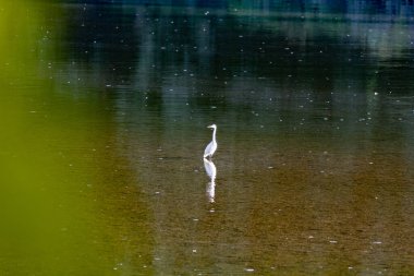 Bir balıkçıl nehrin ortasında duruyor.