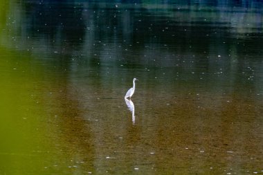 Bir balıkçıl nehrin ortasında duruyor.