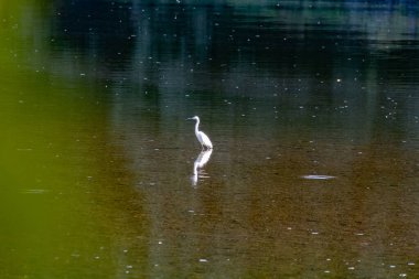 Bir balıkçıl nehrin ortasında duruyor.