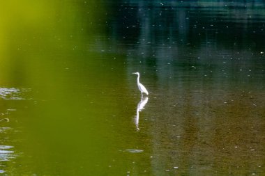 Bir balıkçıl nehrin ortasında duruyor.