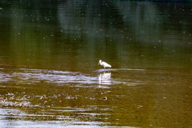 Bir balıkçıl nehrin ortasında duruyor.