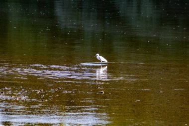 Bir balıkçıl nehrin ortasında duruyor.
