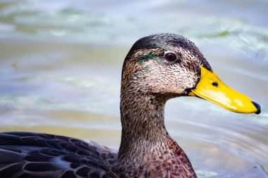 Nehirde ördek var, kıyıya yakın.