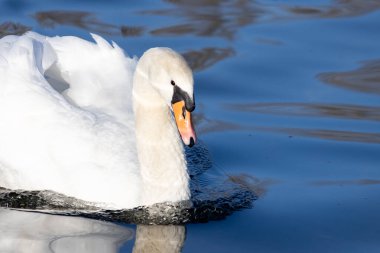 Sonbaharda bir kuğu nehir boyunca yüzer.
