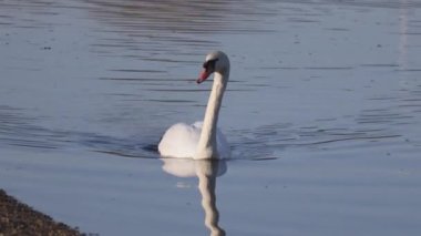 Sonbaharda bir kuğu nehir boyunca yüzer.