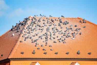 Güvercinler Bratislava 'da çatıda güneşleniyor