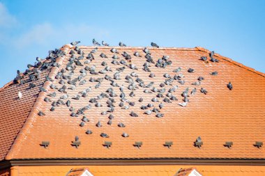 Güvercinler Bratislava 'da çatıda güneşleniyor