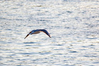 Seagull on the water close-up clipart