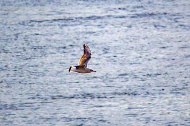 Suda martı var. Yakın plan.