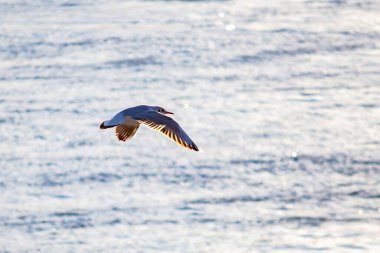 Suda martı var. Yakın plan.