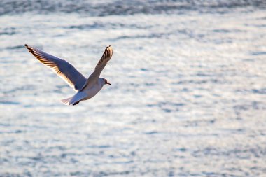 Suda martı var. Yakın plan.
