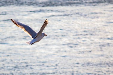 Suda martı var. Yakın plan.