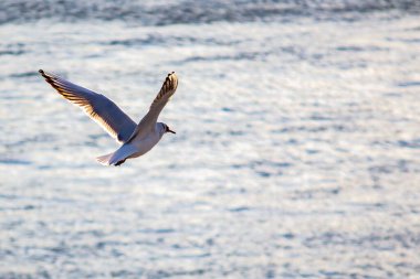 Suda martı var. Yakın plan.