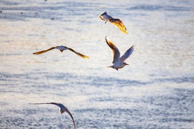 Gün batımında sudaki martılar.