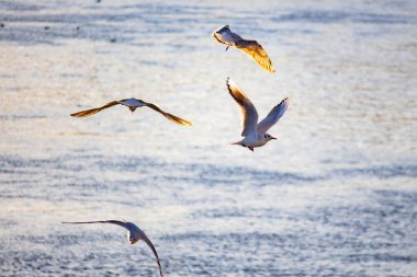 Gün batımında sudaki martılar.