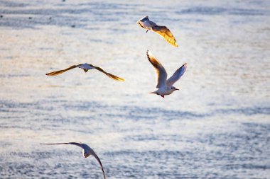 Gün batımında sudaki martılar.