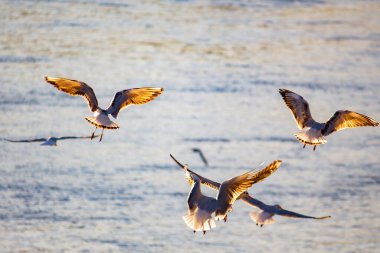Gün batımında sudaki martılar.