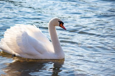 Beyaz bir kuğu zarif bir şekilde nehir boyunca yüzer.