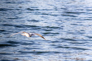 A seagull flies over a river in winter clipart