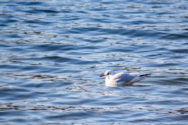 Bir martı nehrin dalgalarında yüzer.