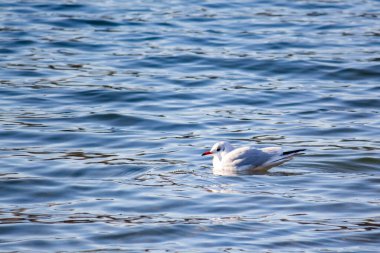 Bir martı nehrin dalgalarında yüzer.