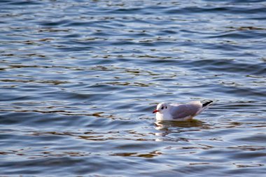 Bir martı nehrin dalgalarında yüzer.