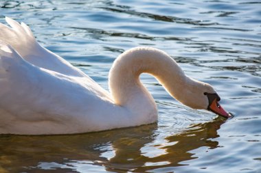 Beyaz bir kuğu nehirde yüzerken su içer.