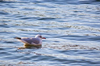 Bir martı nehrin dalgalarında yüzer.
