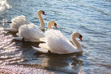 Beyaz kuğular zarif bir şekilde nehir boyunca birlikte yüzerler.