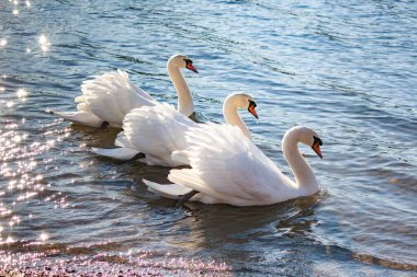 Beyaz kuğular zarif bir şekilde nehir boyunca birlikte yüzerler.