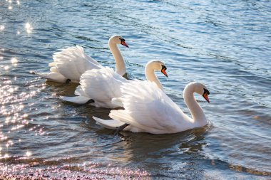 Beyaz kuğular zarif bir şekilde nehir boyunca birlikte yüzerler.